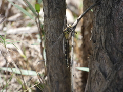 Hemigomphus