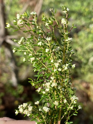 Red Hardleaf (Phylica rubra)