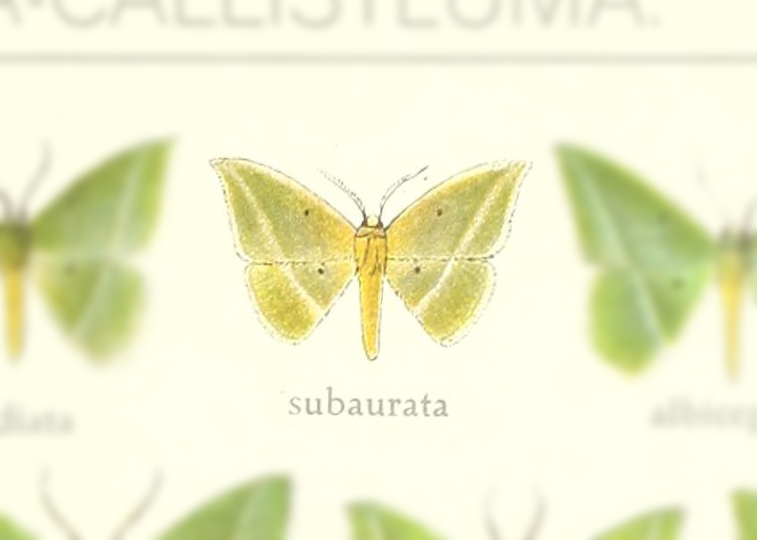 Phrudocentra subaurata