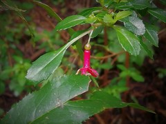 Fuchsia microphylla