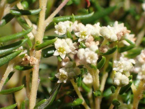Image of Phylica rubra by (c) Dave U, some rights reserved (CC BY-SA)
