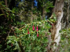 Fuchsia microphylla