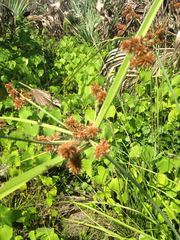 Cyperus ligularis image