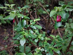 Fuchsia microphylla