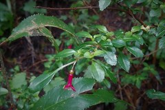 Fuchsia microphylla