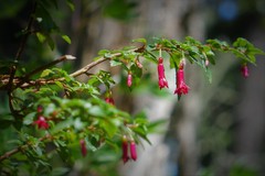 Fuchsia microphylla