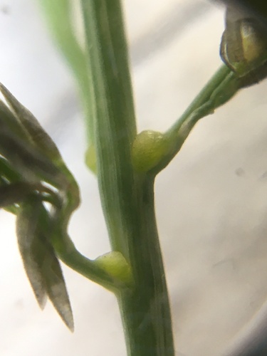 Eragrostis curvula