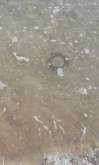 Aequorea forskalea
