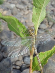 Hemigomphus