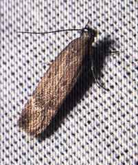 Oinophila v-flava