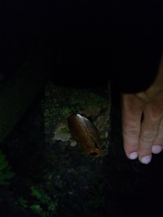 Archimandrita tessellata