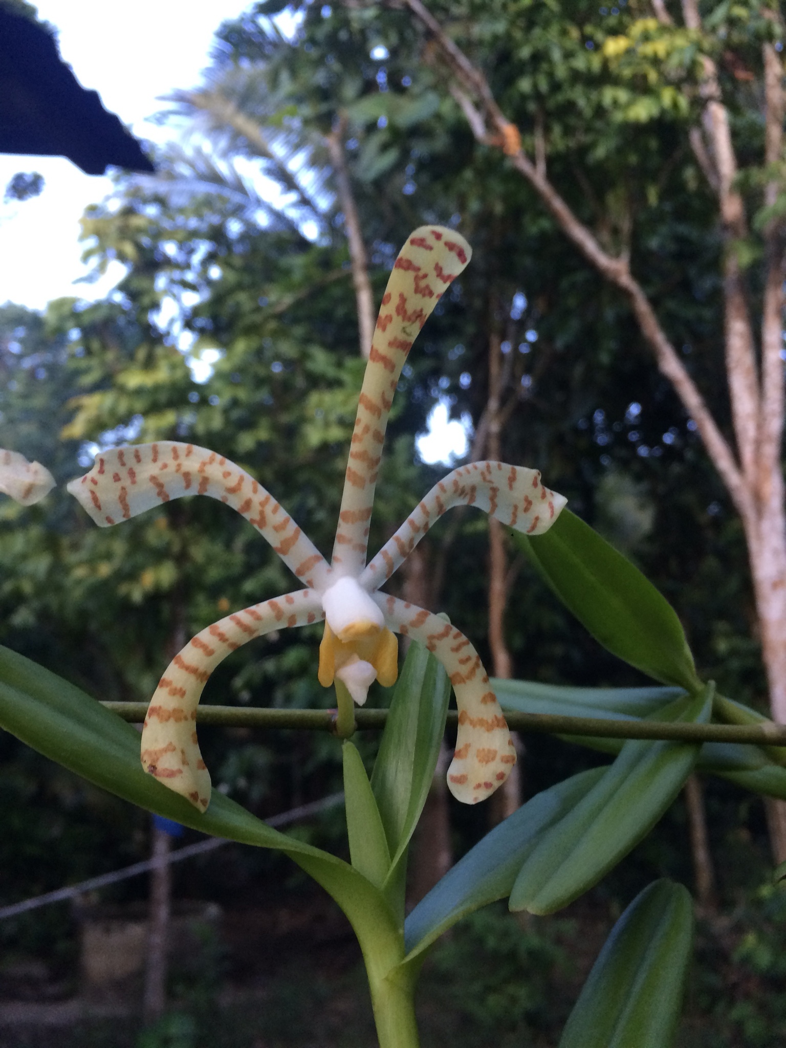 Imagem de Orquídea-aranha