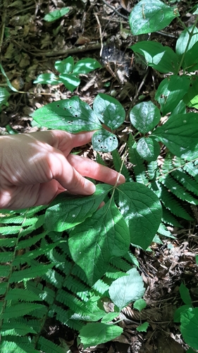 Paeonia obovata (Paeonia obovata)