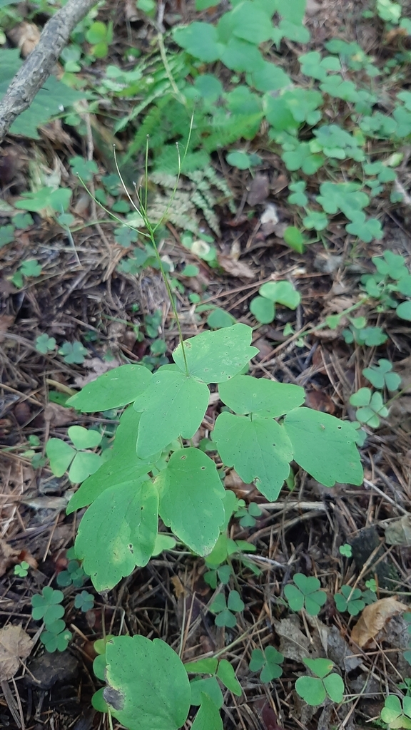 Thalictrum filamentosum; photograph Violetta Dzizyurova, CC BY, iNaturalist via GBIF