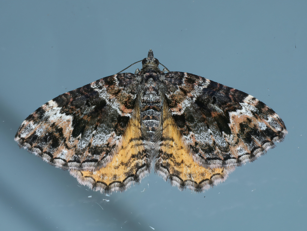 Chrysolarentia adornata