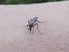 Psorophora cyanescens