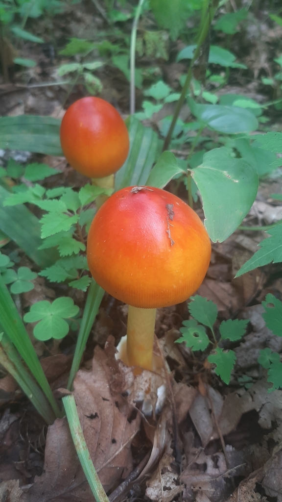 Amanita caesareoides · August 2022 · photo: © violettadzizyurova (iNaturalist, cc-by)
