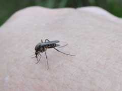 Psorophora cyanescens