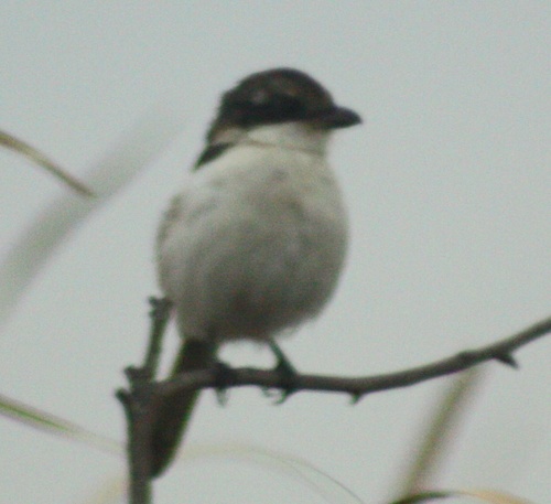 Lanius collaris