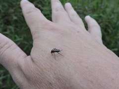 Psorophora cyanescens