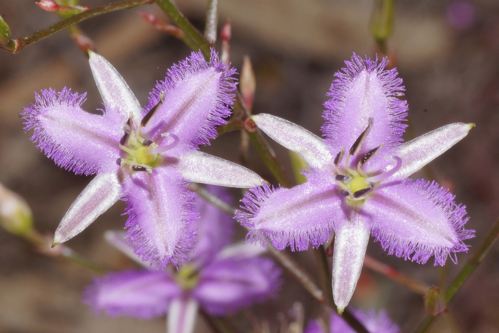 Thysanotus tenuis