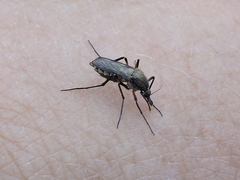 Psorophora cyanescens
