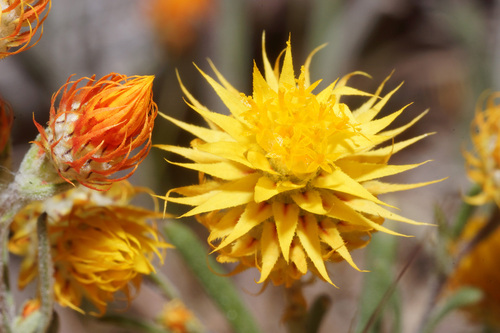 Waitzia acuminata Steetz