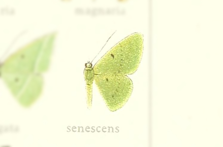 Lissochlora senescens