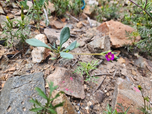 Cistanthe weberbaueri (Cistanthe weberbaueri)