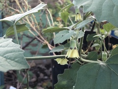 Physalis heterophylla