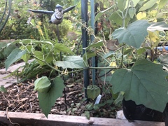 Physalis heterophylla