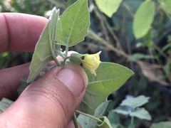 Physalis heterophylla