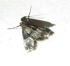 Usingeriessa onyxalis