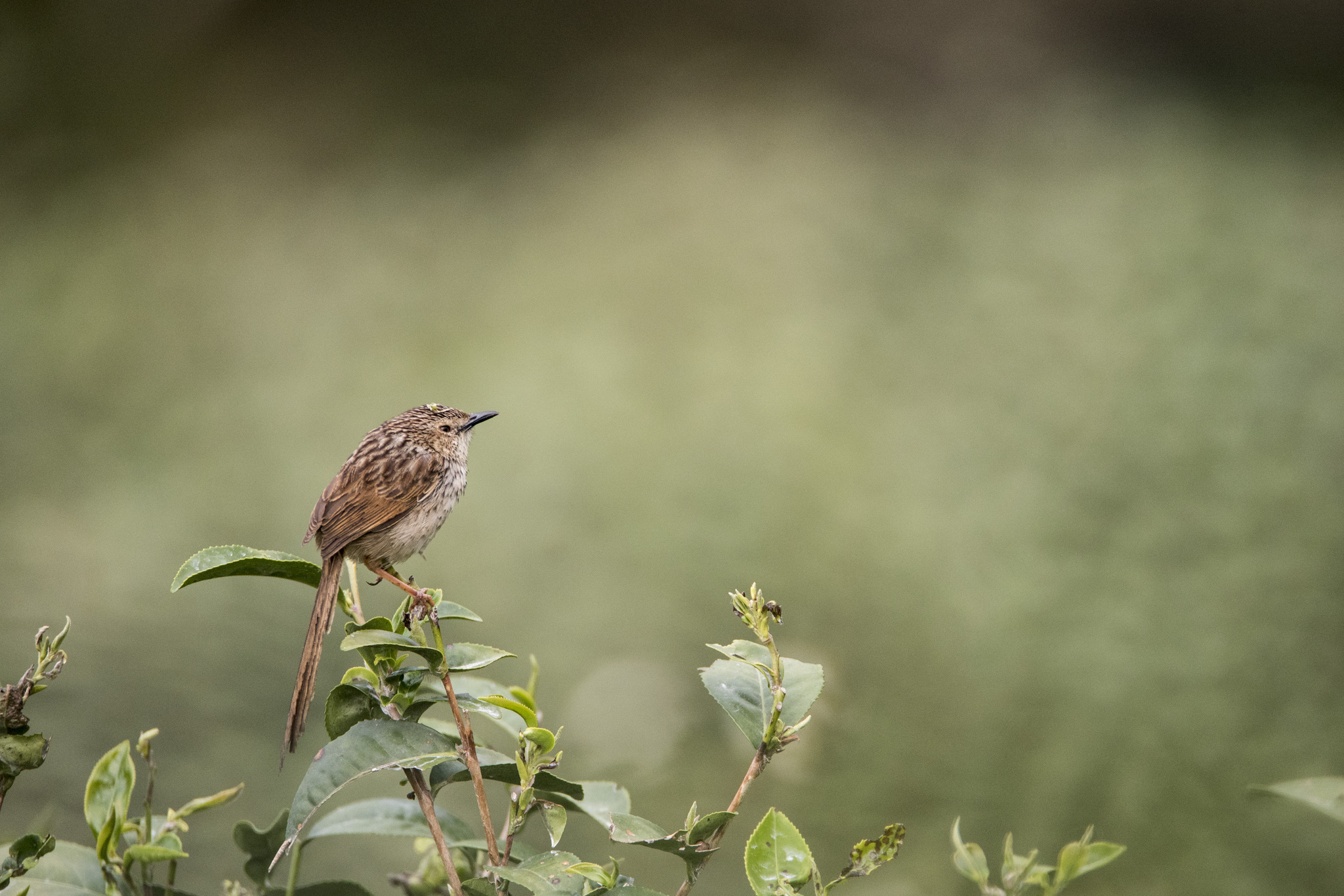 Striped Prinia