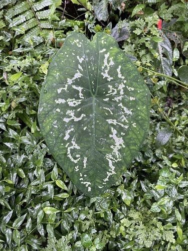 Caladium steudnerifolium