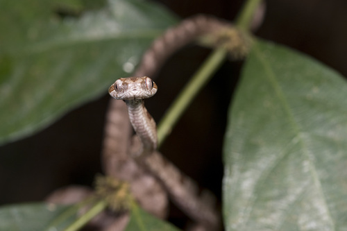 Kelung Cat Snake, Boiga kraepelini