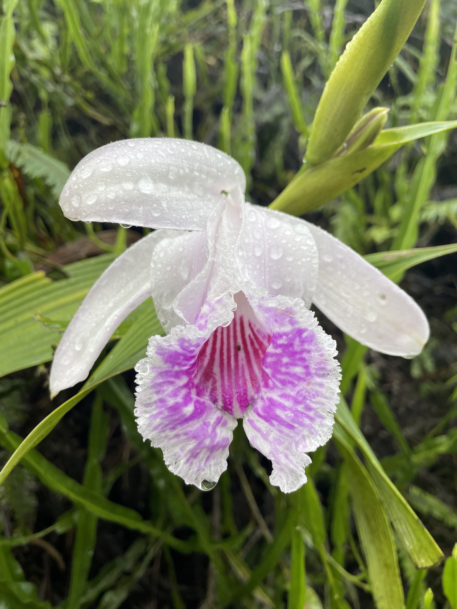 Sobralia rosea image