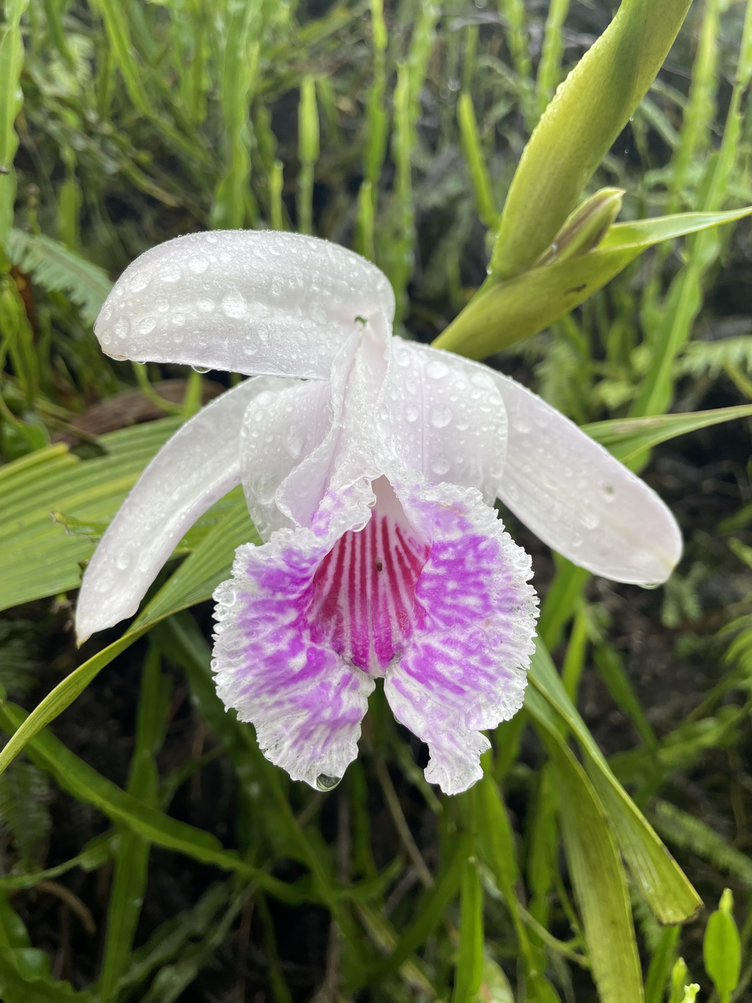 Sobralia image