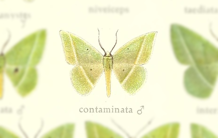Phrudocentra contaminata