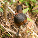 Black-throated Huet-Huet - Photo (c) John D Reynolds, some rights reserved (CC BY-NC), uploaded by John D Reynolds