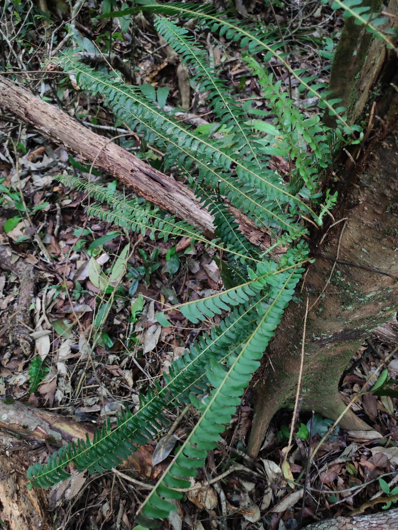 Lindsaea pectinata — ảnh 3
