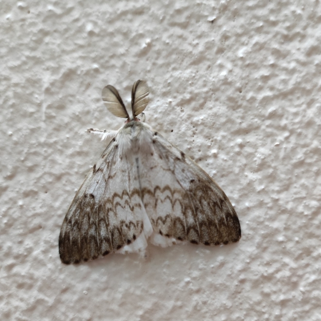 Lymantria apicebrunnea