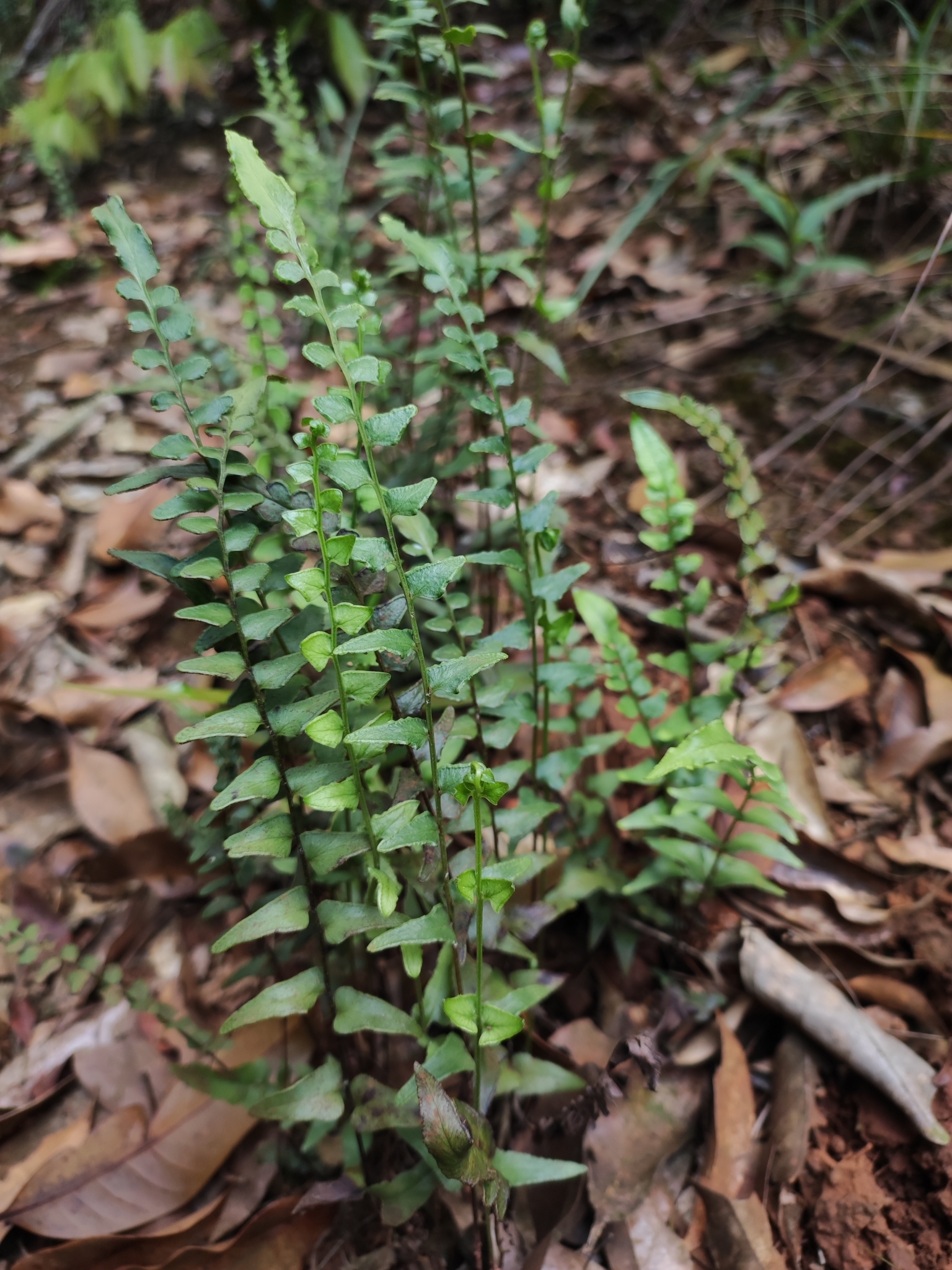 Lindsaea heterophylla (Lindsaea heterophylla)