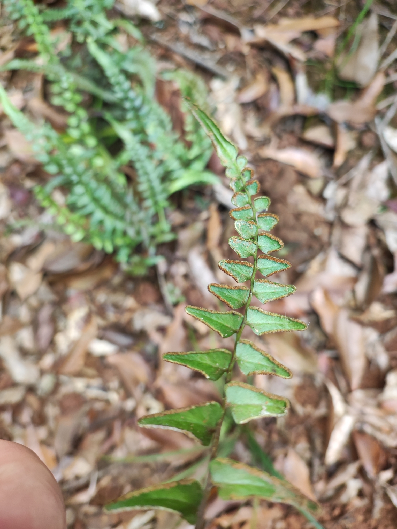 Lindsaea heterophylla — ảnh 2