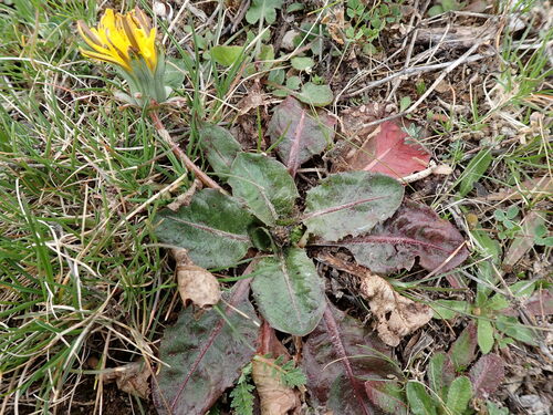 Image of Taraxacum obovatum by (c) David Delon, some rights reserved (CC BY)