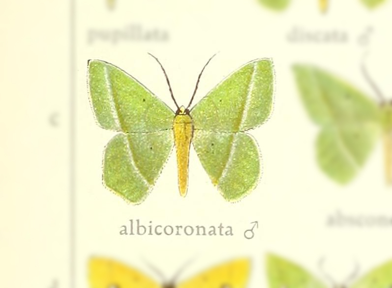 Phrudocentra albicoronata