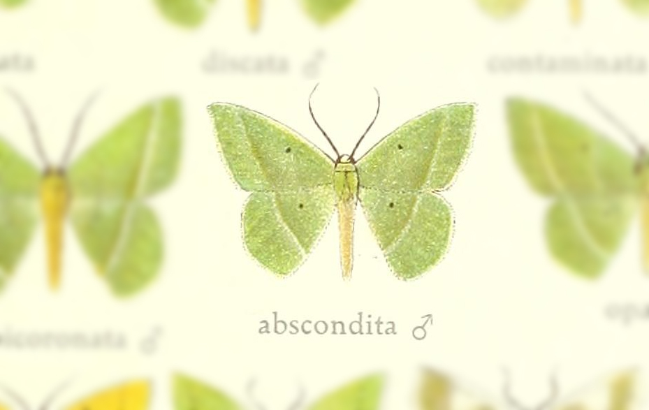 Phrudocentra abscondita