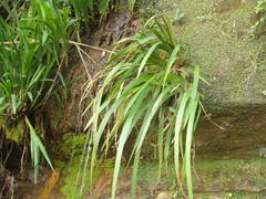 Machaerina sinclairii