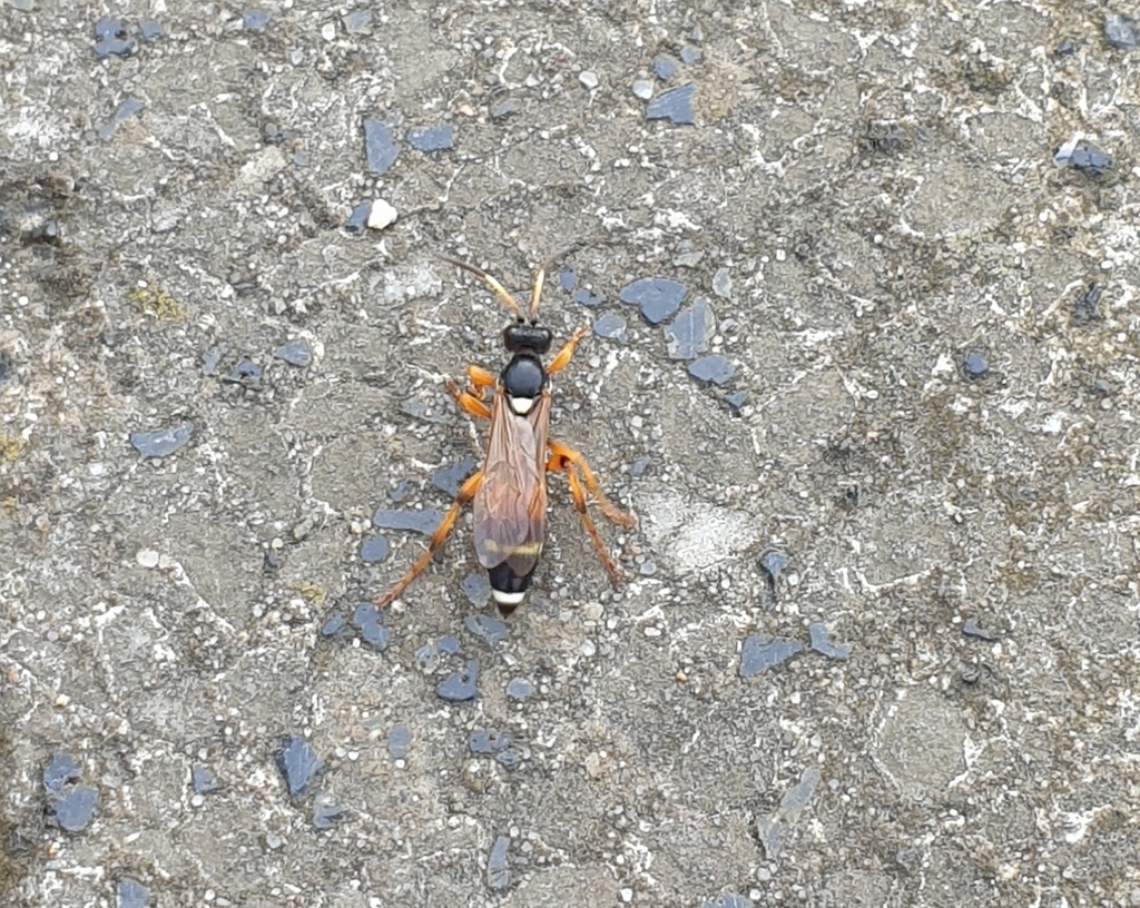 Ichneumon lautatorius
