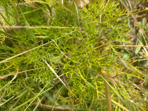 Clematis mauritiana image